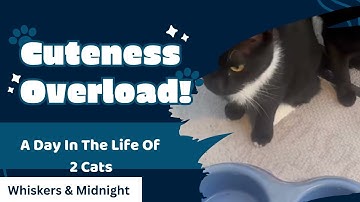 Homeless Cats Whiskers & Midnight: DITL Of 2 Cats. #homelesscats #catshorts #catvideos #fyp #fypシ 