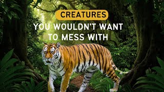 Top 10 Most Dangerous Animals in the World by ListTopia 213 views 1 month ago 3 minutes, 27 seconds