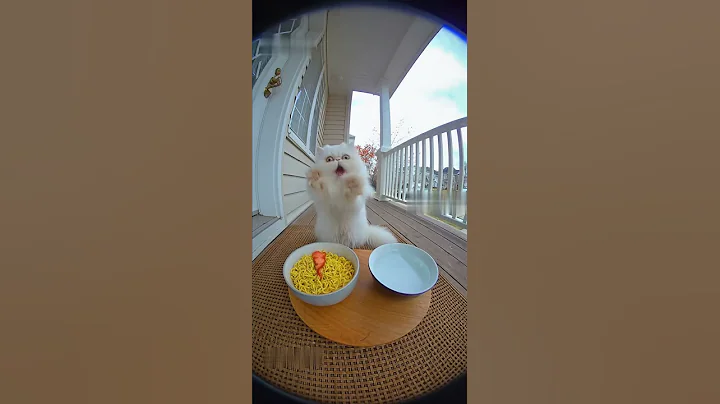 Video 11423861: funny cat eating, cat first funny