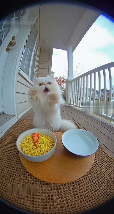 When Cat eats Spicy noodles for the first time 🤣 #aivideo #cat #catvideos #funny