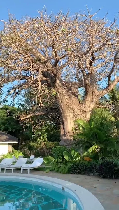 😍Nyumba ya Mbuyu in Malindi is the place to be. For Reservations☎️0723444555📮info@luxvoya.net