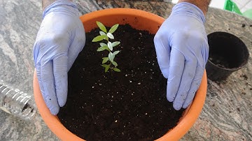 How to Grow a Pomegranate Tree from Seed! 1st Update: Repotting!