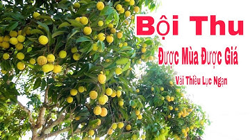 Ngỡ Ngàng Vườn Vải Thiều Được Mùa Được Giá Bội Thu Vải Thiều Lục Ngạn 2021