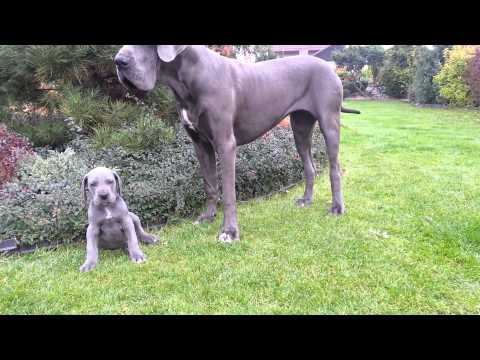 puppies for sale casper wy great dane puppies for sale in cheyenne wyoming wy casper laramie funnydog tv puppies for sale casper wy great dane puppies for sale in cheyenne wyoming wy casper laramie funnydog tv