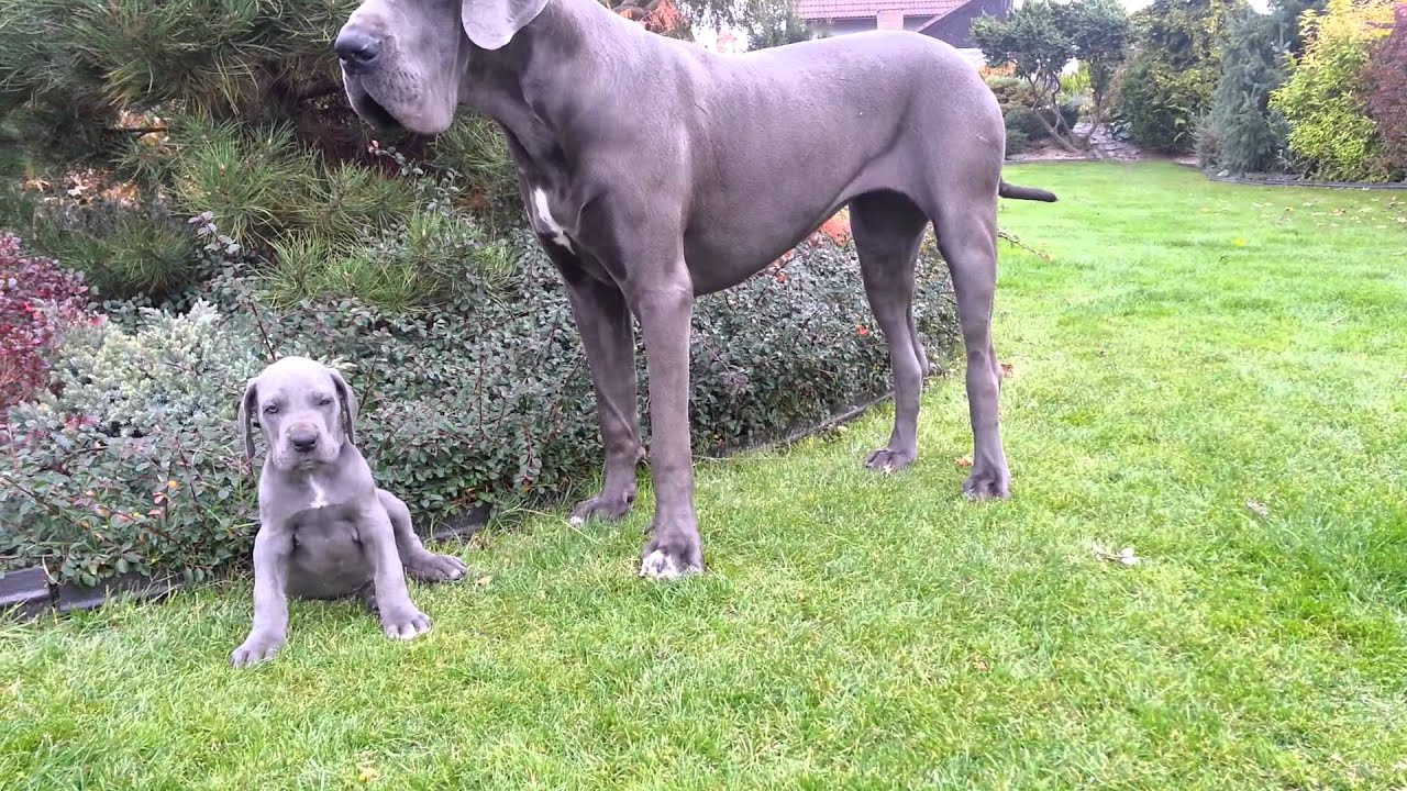 great dane puppy price