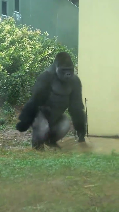 Gorila running #gorila #gorilapod #funny #short #viral #comedy #funnyvideo gorila running  Fastrun