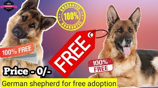 alsatian adoption