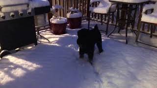 Happy Thanksgiving. Standard Schnauzer snow fun by Carla Peterson 391 views 4 years ago 2 minutes, 58 seconds