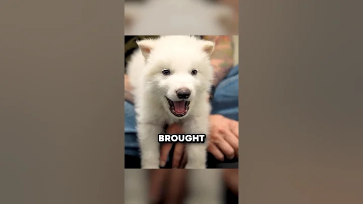 How The Dire Wolf Was Brought Back From Extinction 🤯