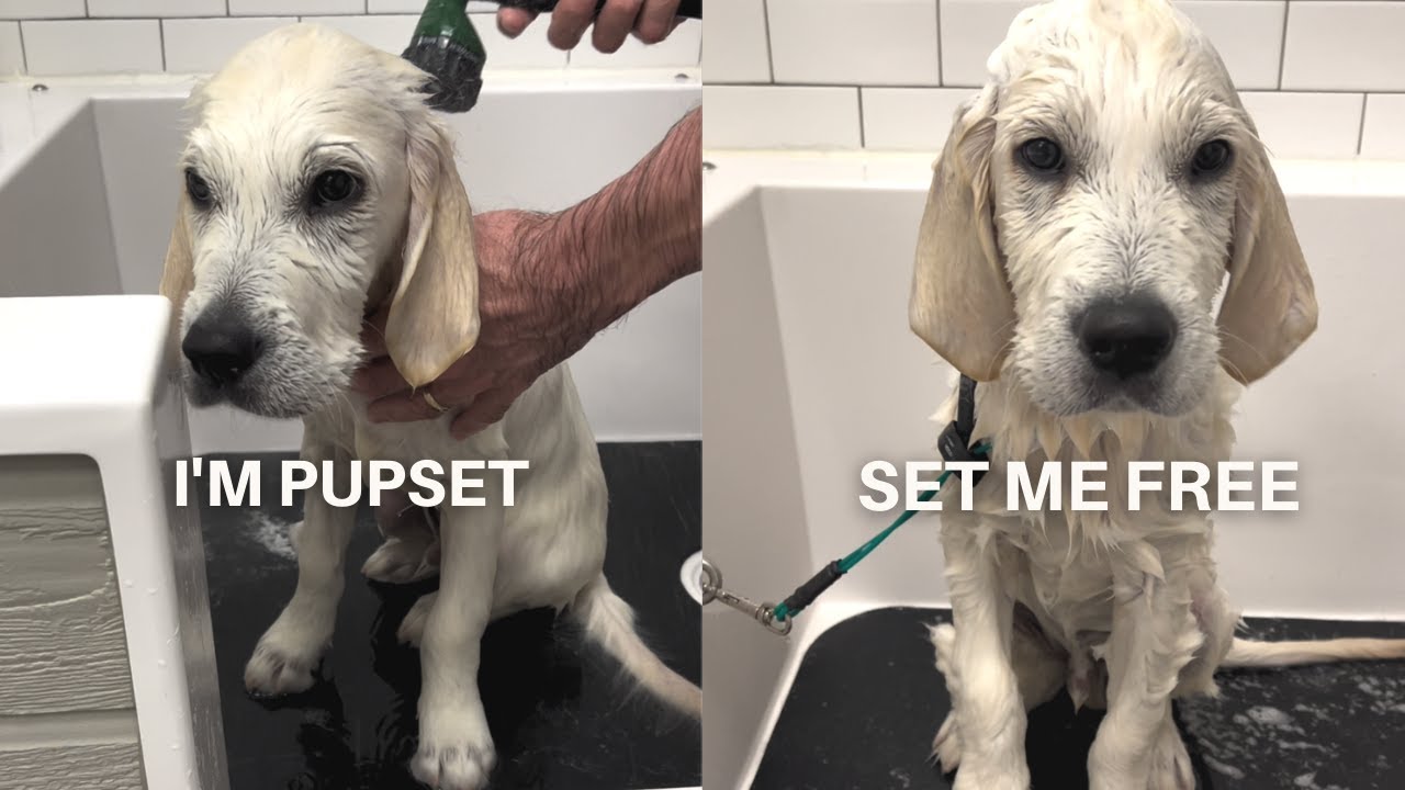 Washing Two Golden Retrievers at the Same Time YouTube