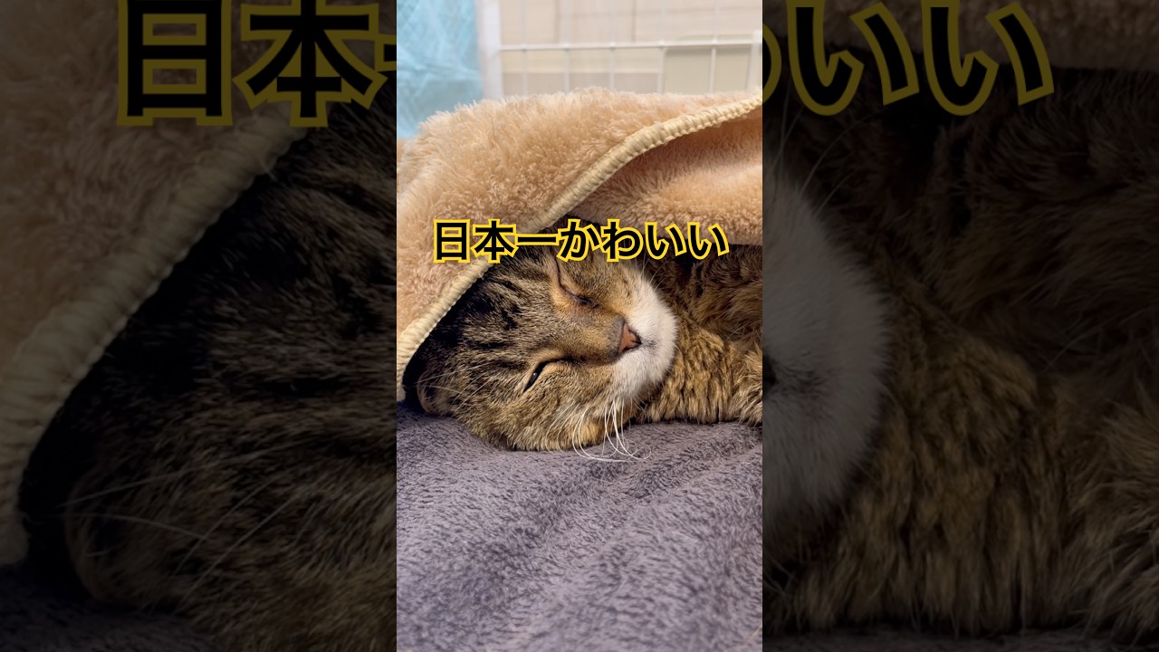 日本一かわいい長生き猫。よく眠ってる。Japan's cutest long-lived