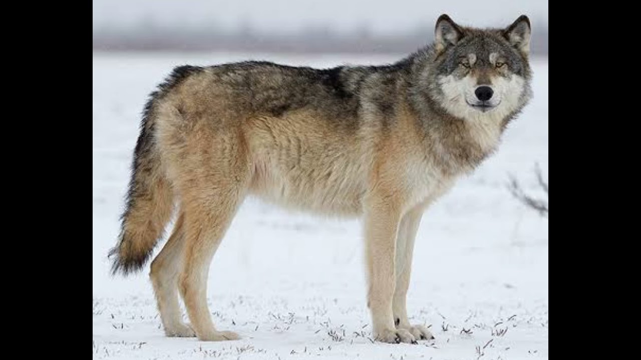 Gray Wolf Sound Effects 🐺 🔊 - YouTube