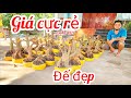 A Duy 0384834321 phôi mai bonsai giảo Thủ Đức đế víp hoành to 25/5 giá cực rẻ |MaivàngThanhTâm