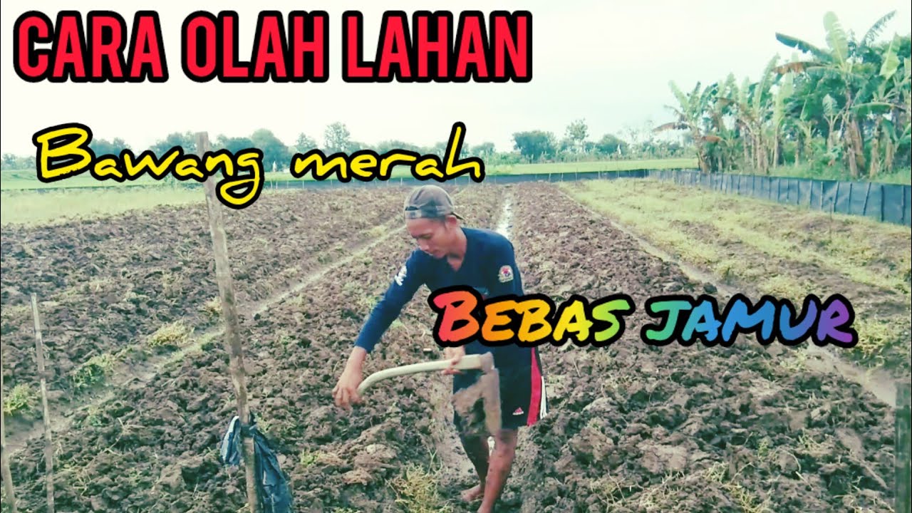 STANDART OLAH LAHAN BAWANG MERAH