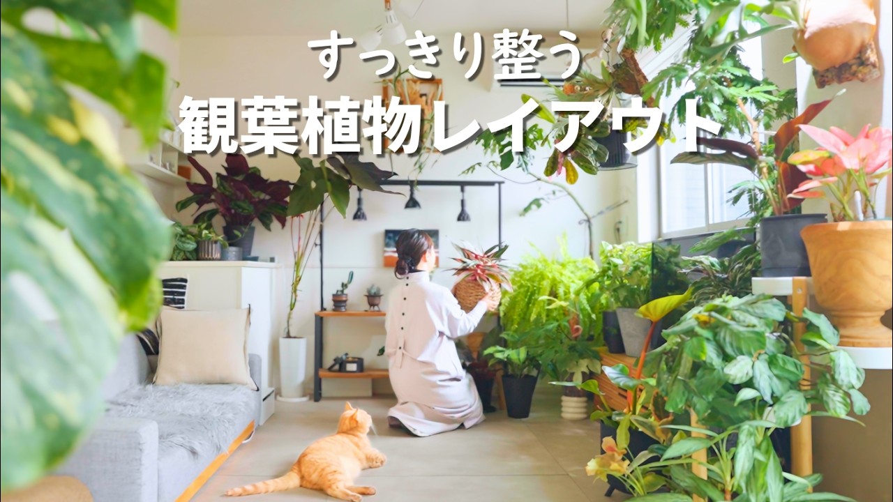 観葉植物レイアウト🌿賃貸アパートで整える私のコツ✨IKEA植物棚