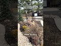 should’ve cleaned this flower bed up sooner #diylandscaping