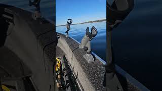 Gina clear water #Greenlake #walleyefishing