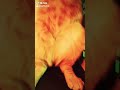 #Дискотека кошек| Meow Mix song| Party Cat DJ - DJ cat - animal DJ - cat music - cat party