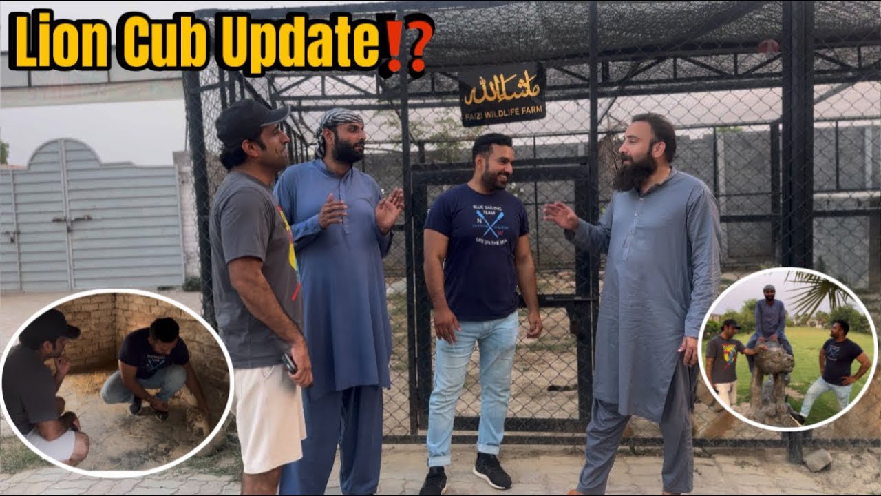 Difference Between Liger Or Tigon 🐅🦁|Lion Cub Update❗️