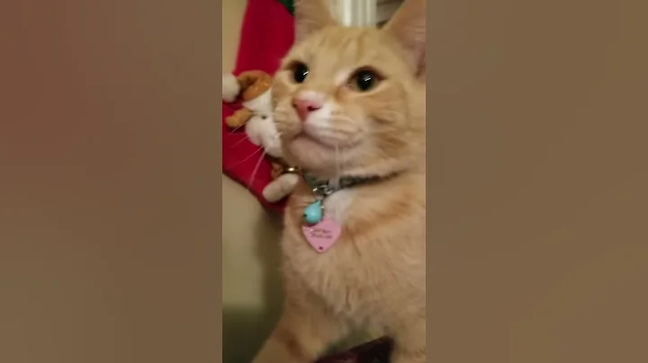 Cute Kitty plays catch!!!!!