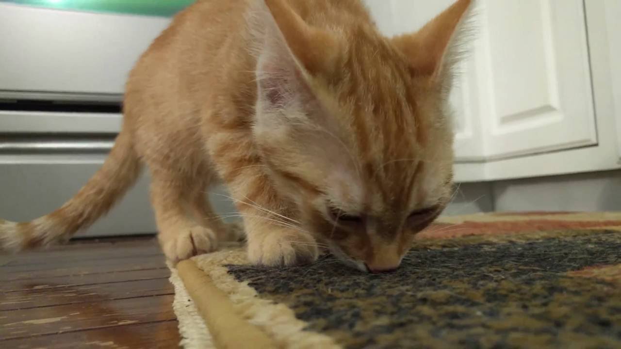 cats inn Kittens Explore - Highlights