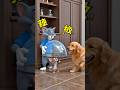 Dog Tried to Help Tom Catch Jerry… BIG MISTAKE 😂🐕🐱🐭#shorts