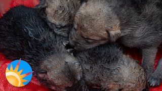 Mexican gray wolf foster program reaches a significant milestone by azcentral.com and The Arizona Republic 567 views 11 days ago 2 minutes, 20 seconds