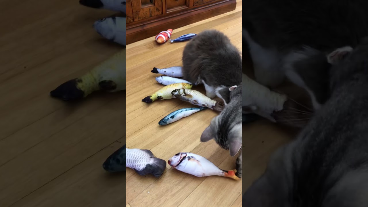 Catnip cat fish toys! Cats going crazy over them! 🐳🦐🦑🎄🦀🐬🐠🐟 YouTube