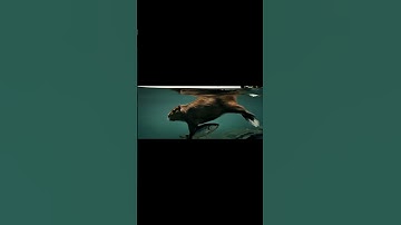 Capybara đi câu cá cùng Bà Tám  #capybara #haihuoc #batamvacapybara