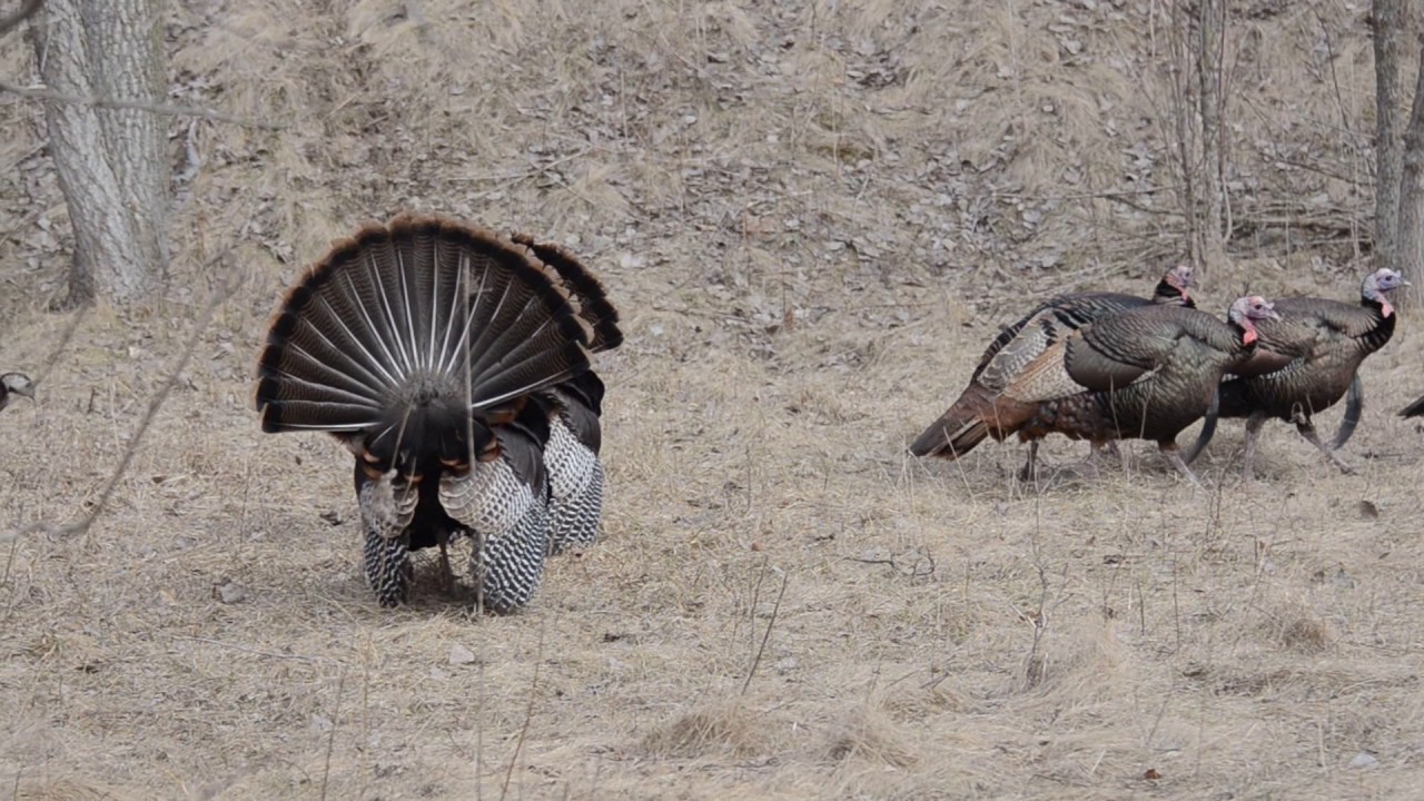 Flock of Turkeys S/E WI YouTube