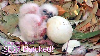 #7🇦🇺🦅SE37🐣 Hatched🥳 & SE38🥚PIP❗️/Sydney OP Sea Eagle Nest 2026/♀Lady💗♂Dad/by Sea-EagleCAM4