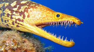 Underwater Killers  World’s Deadliest