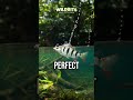 This Fish Shoots Water Like a Gun 😳 #wildbits #animalfacts #wildlife #shorts