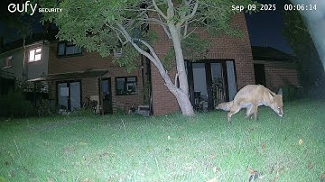 Fox Videos EufyCam S3 Pro 3 Security Camera Worcester, England 9th September 2025