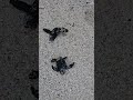 Baby Sea Turtle in Cabo beach