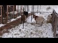 HOW DID OUR DESERT GOATS DO IN A SNOW STORM