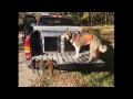 Squirrel and Coon Hunt With Laika, Xyra. 11-20-16.