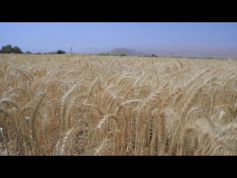 Video: SHA është Format e pronësisë së ndërmarrjeve. korporata publike