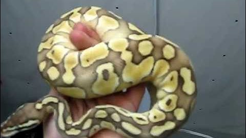 Butter Pastel Ball Python - Ricky