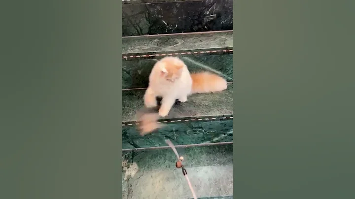 Video 4342401: pets cutecat persian, persian cute kitten pets, beautiful kitten cute persian, persian lovely cute kitten