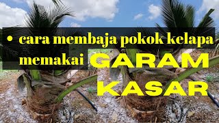 Rahsia Membaja Pokok Kelapa dengan Garam Kasar untuk Hasil Terbaik! Tonton Sekarang!