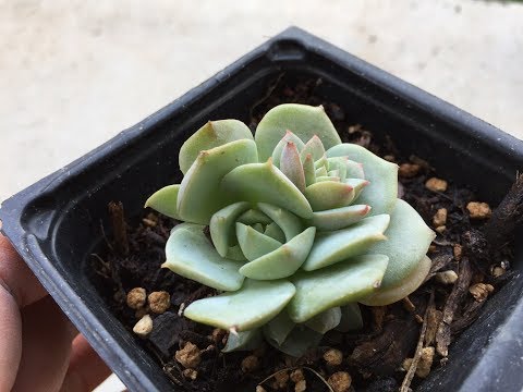 Video: ¿Qué es una suculenta rosa lanuda? Aprenda sobre el cuidado de las plantas Echeveria 'Doris Taylor