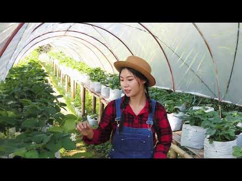 فيديو: قواعد زراعة الفراولة في دفيئة على مدار السنة + فيديو