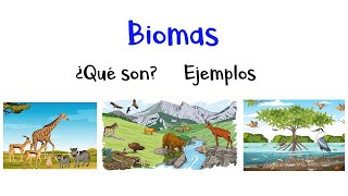 🌿 ¿Qué son los Biomas? 🐠 [Fácil y Rápido]