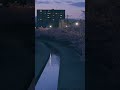 淀の河津桜_short