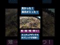 ミニチュアダックスが本気で狩猟をするとヤバい!本編リンクはコメント欄に!