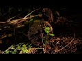 🌲 Serene Forest Aerial - 4K Nature Relaxation for Deep Sleep 🌳