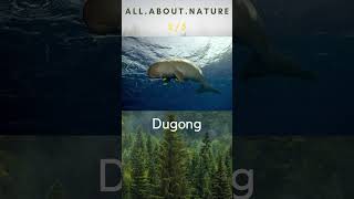 Ocean Species Quiz - #nature #wildlife #animalquiz #naturequiz #ocean