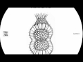 Kangding Ray 'Oise' [Stroboscopic Artefacts - SAM011]