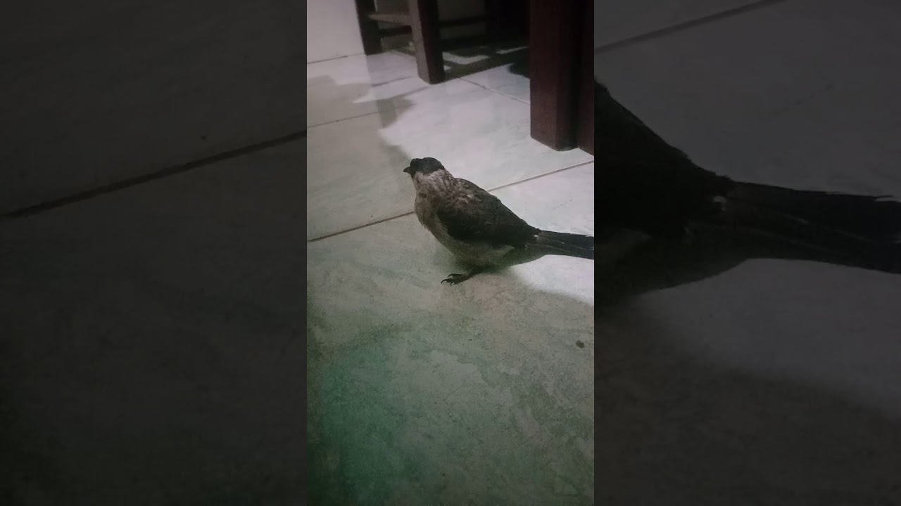 Burung kutilang yg manja 